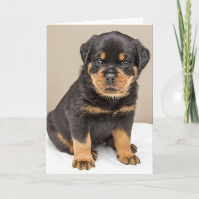 Rottweiler puppy portrait card (Front)