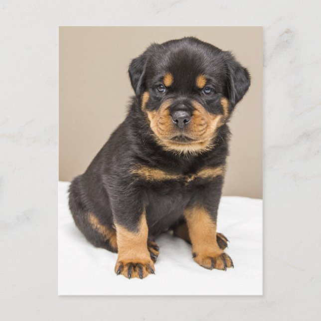Rottweiler puppy portrait postcard (Front)