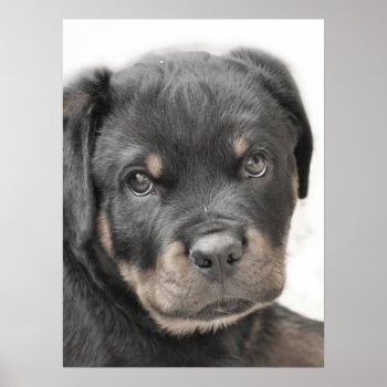 Rottweiler Puppy Poster by ritmoboxer at Zazzle