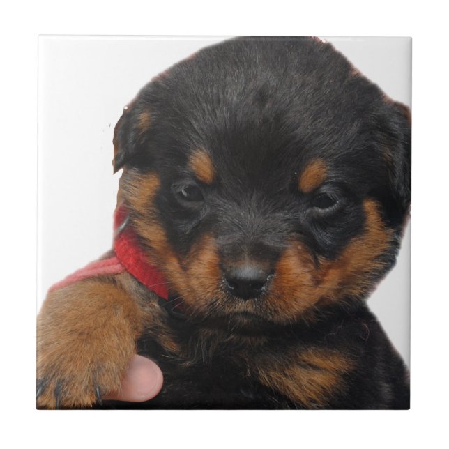 Rottweiler Puppy Red Ceramic Tile (Front)