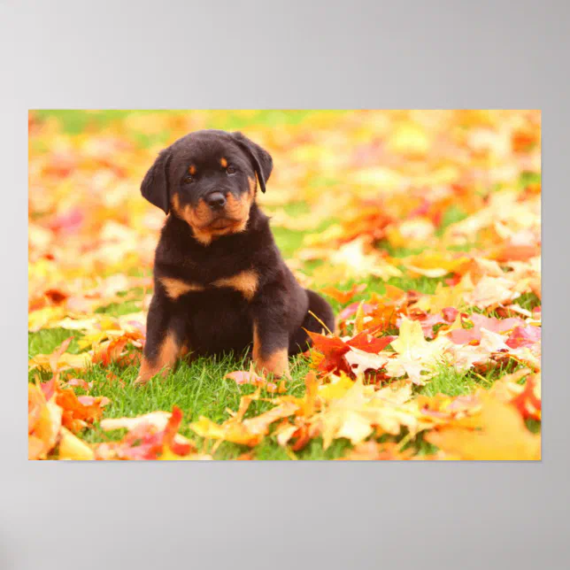 Hello Fall Scene Rottweiler Rottweiler Puppy Sitting In Autumn Leaves Poster | Zazzle