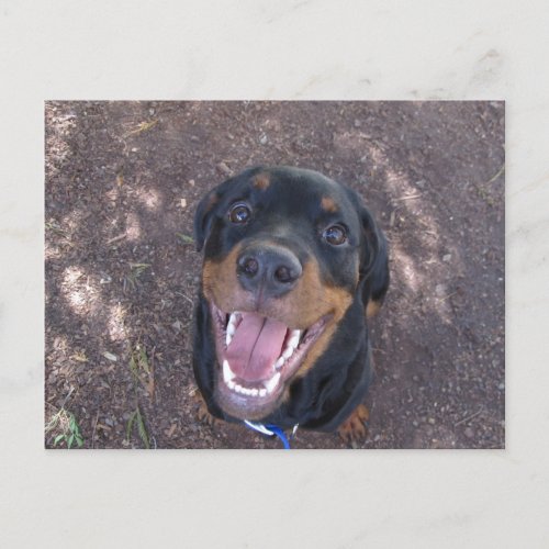 Rottweiler Puppy with Big Smile Postcard