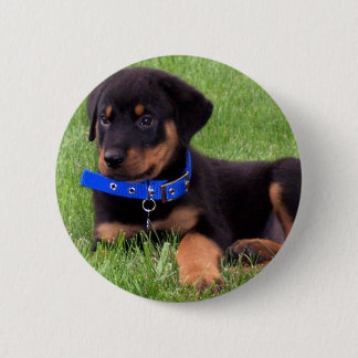 rottweiler pups button