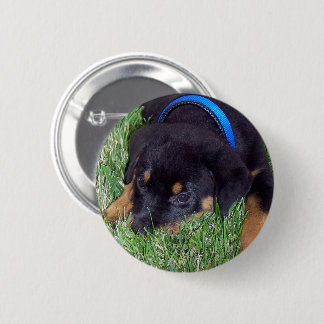 rottweiler pups button