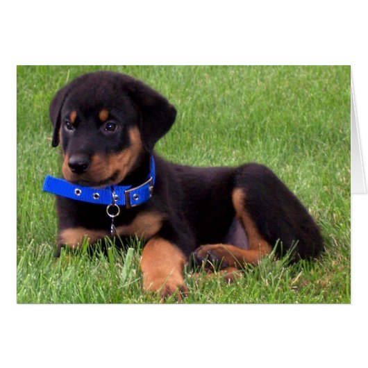 rottweiler pups. cards (Front Horizontal)