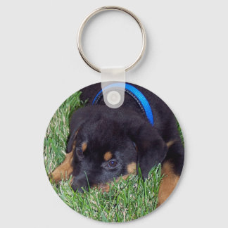 rottweiler pups. keychain