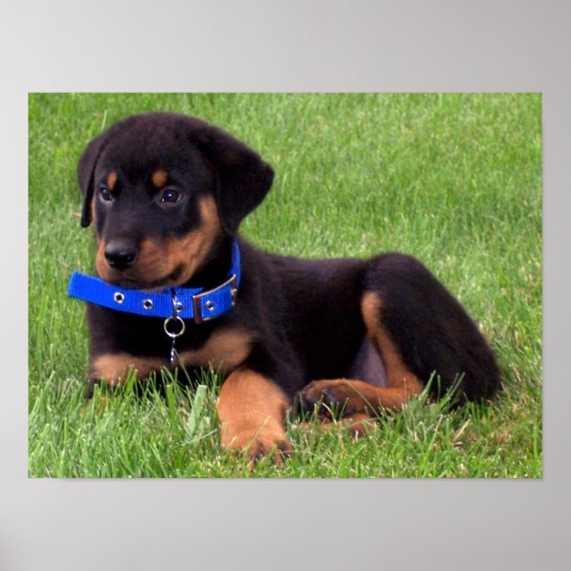 rottweiler pups. poster (Front)