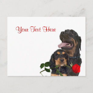 Rottweiler  Red Rose Valentine Design Holiday Postcard