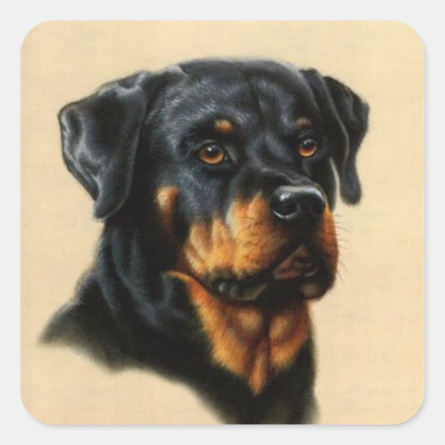 Rottweiler Square Sticker (Front)