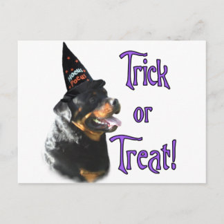 Rottweiler Trick Postcard