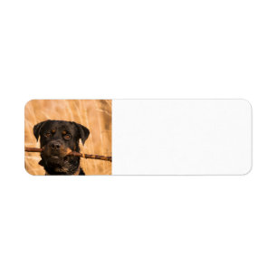 Rottweiler With A Stick Label