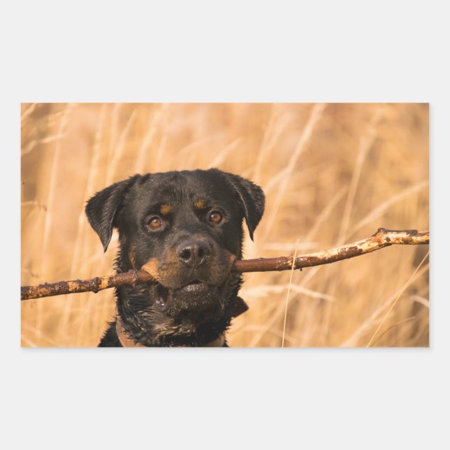 Rottweiler With A Stick Rectangular Sticker (Front)
