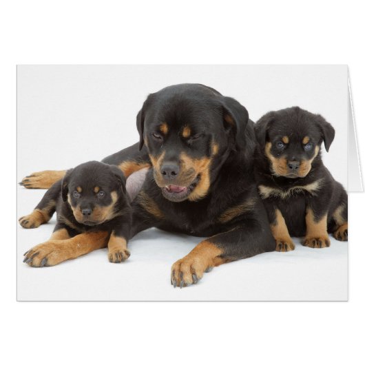 Rottweiler with two puppies cards (Front Horizontal)
