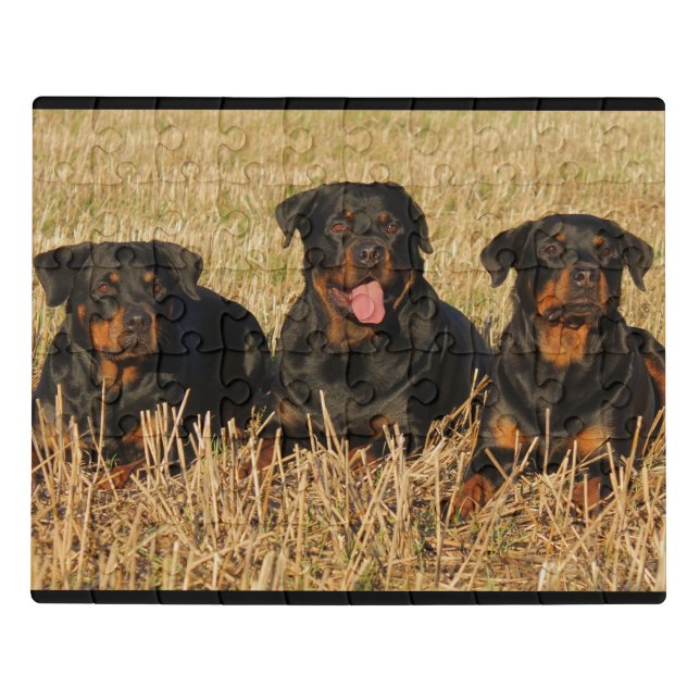 Rottweilers Jigsaw Puzzle (Puzzle Horizontal)