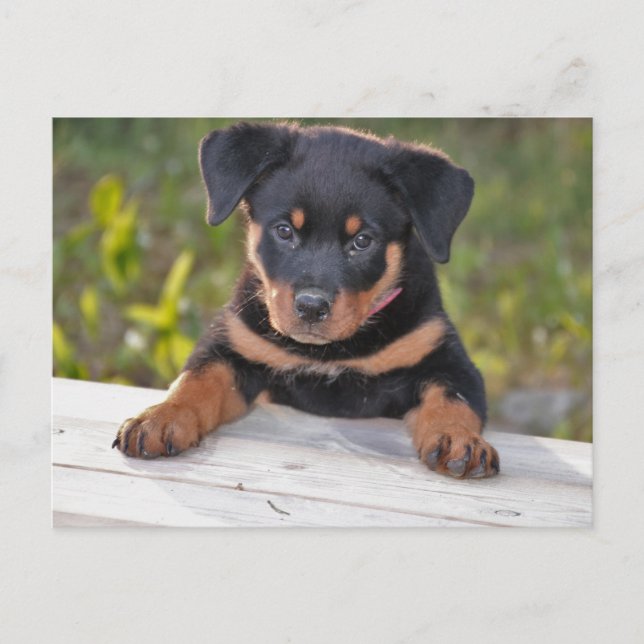 Rottweiller Puppy Postcard (Front)
