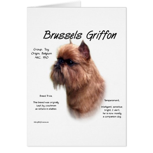 Rough Brussels Griffon History (Front)