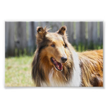 Rough Coat Tricolor Collie Dog