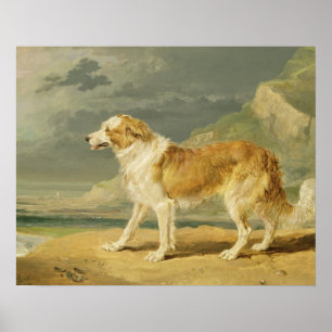 Rough-coated Collie, 1809 (oil on board) Poster