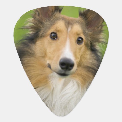 Rough Collie dog animal Guitar Pick