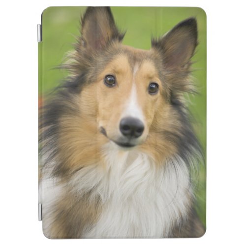 Rough Collie dog animal iPad Air Cover