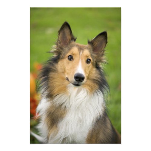 Rough Collie dog animal Photo Print