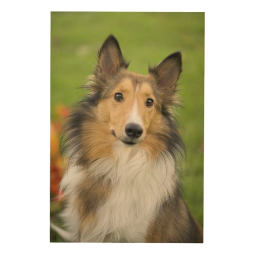 Rough Collie dog animal Wood Wall Decor