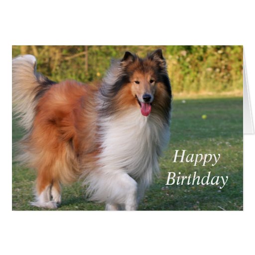 Rough collie dog beautiful custom birthday card | Zazzle