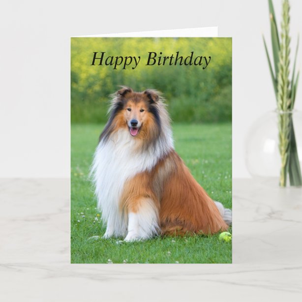 Rough Collie Birthday Cards | Zazzle