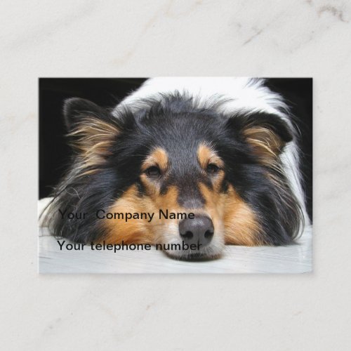 Rough collie dog beautiful photo business card