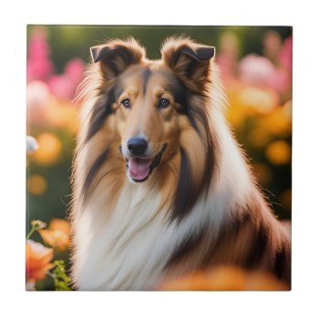 Rough Collie Dog Beautiful Photo Ceramic Tile by roughcollie at Zazzle