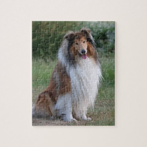 Rough Collie dog beautiful photo jigsaw puzzle