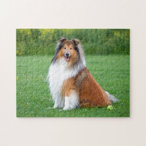 Rough Collie dog beautiful photo jigsaw puzzle