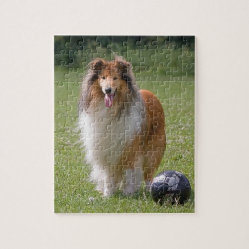 Rough Collie dog beautiful photo jigsaw puzzle