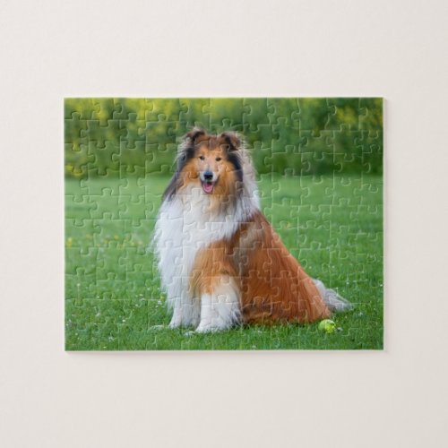 Rough Collie dog beautiful photo jigsaw puzzle