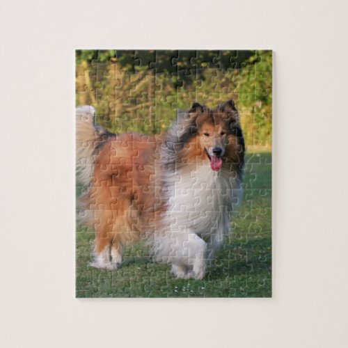 Rough Collie dog beautiful photo jigsaw puzzle