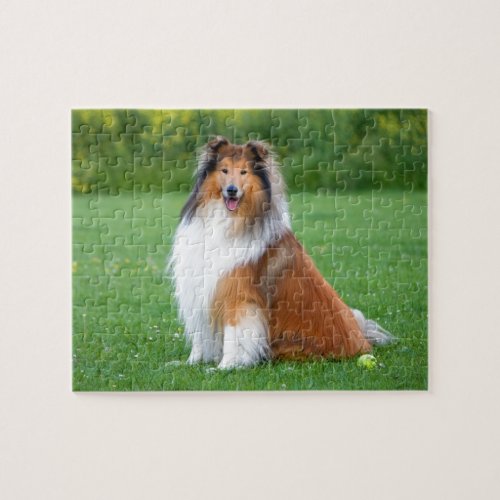 Rough Collie dog beautiful photo jigsaw puzzle