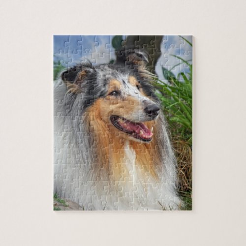 Rough Collie dog beautiful photo jigsaw puzzle