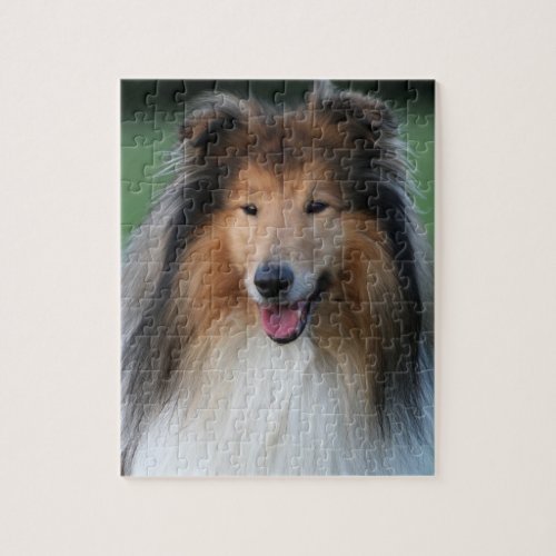 Rough Collie dog beautiful photo jigsaw puzzle