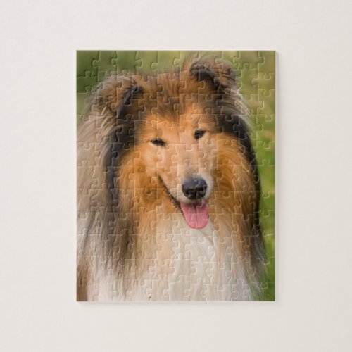 Rough Collie dog beautiful photo jigsaw puzzle