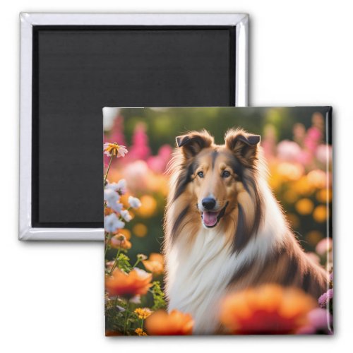 Rough collie dog beautiful photo magnet