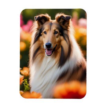 Rough Collie Dog Beautiful Photo Magnet by roughcollie at Zazzle