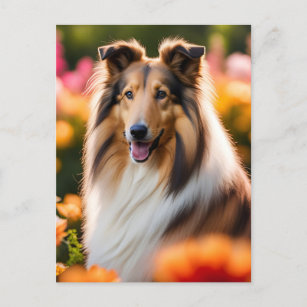 Rough Collie dog beautiful photo Postcard