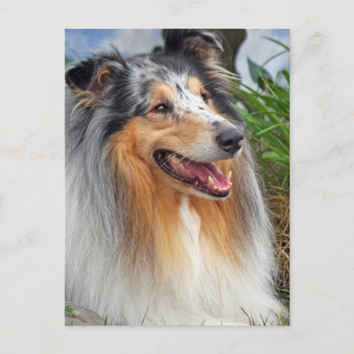 Rough collie dog beautiful photo postcard