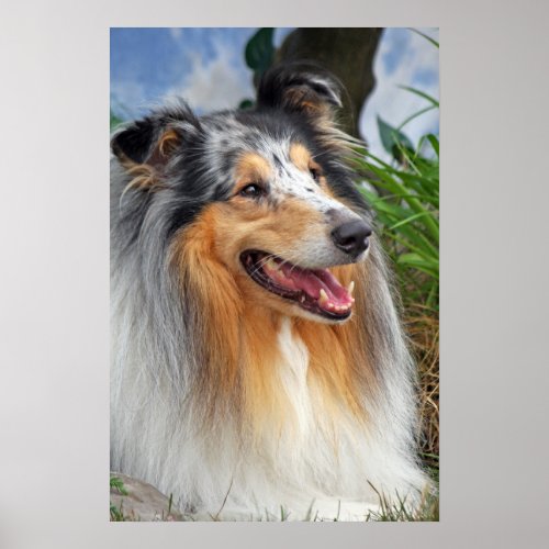 Rough collie dog beautiful photo poster print