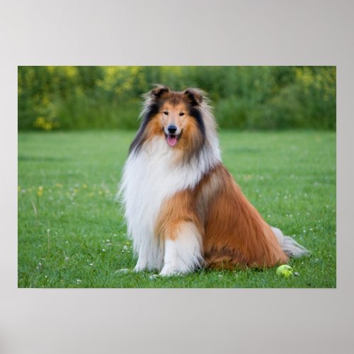 Rough collie dog beautiful photo poster print
