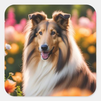 Rough Collie Dog Beautiful Photo Square Sticker by roughcollie at Zazzle