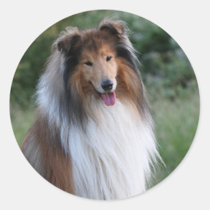 Rough Collie dog beautiful photo stickers