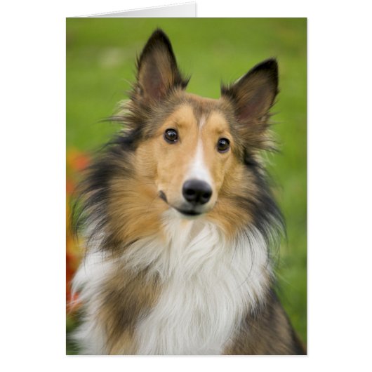 Rough Collie, dog Cards (Front)
