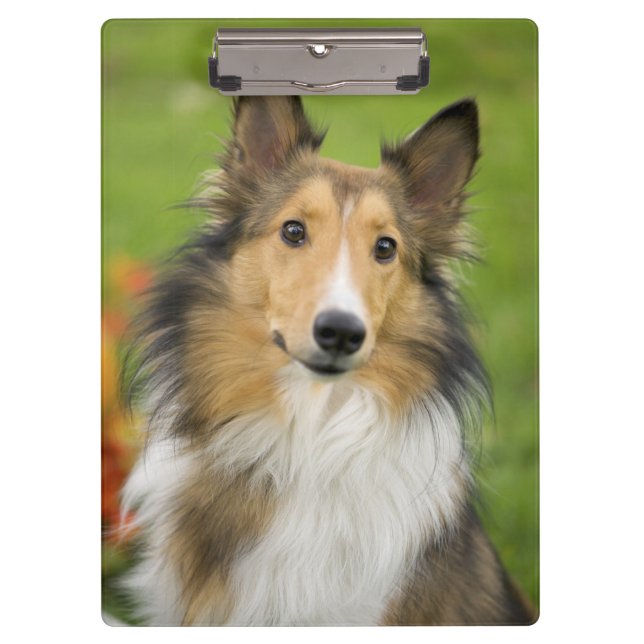 Rough Collie, dog Clipboard (Front)