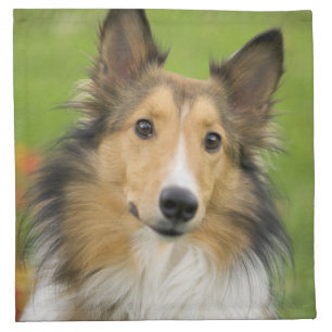 Rough Collie, dog Cloth Napkin